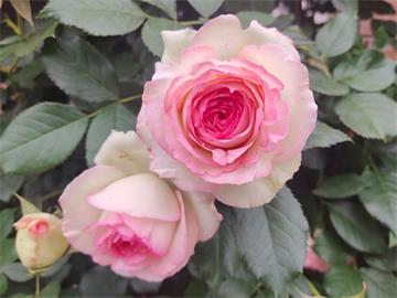 情人节畅销物“玫瑰”竟是切花月季!真玫瑰是谁？