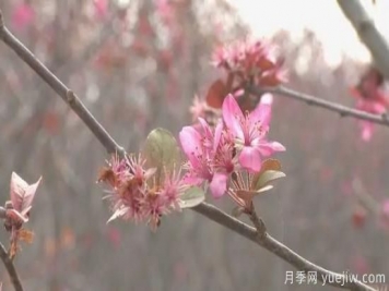 菏泽成武：千亩海棠反季节开花，逆袭深秋成一景