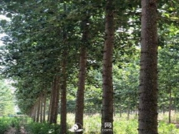 河南周口：培育出不飞絮的杨树新品种