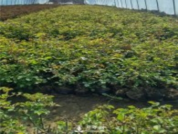 各类盆栽月季上市，南阳杯苗基地全国批发中