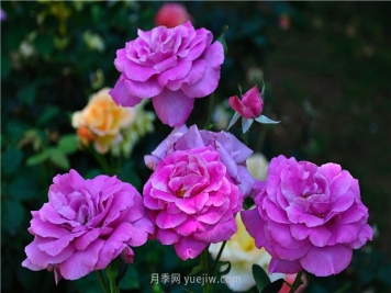 南昌滨江月季园，带你去看天下风流的江西月季花