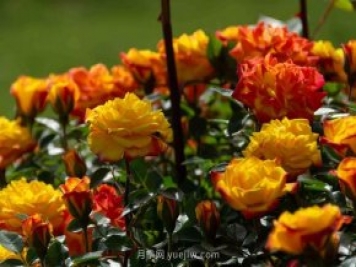 安阳市滑县森林公园月季花开放，赏花打卡正当时
