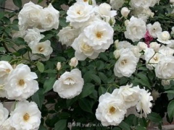 世界上Zui受欢迎的纯白色藤本月季花—藤冰山