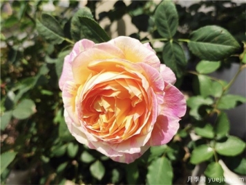 100种玫瑰花的名字，来了解下不同颜色的品种月季