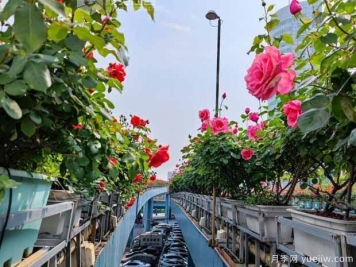 1.2万株月季盛开，南昌八一桥景观花廊拥抱春景