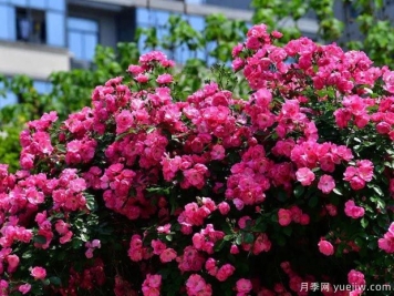 武汉新增多条绝美月季花道，江城处处花海景观