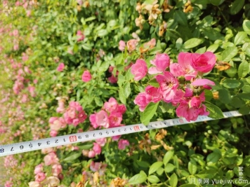 安吉拉月季盆栽苗，60厘米高基地发货
