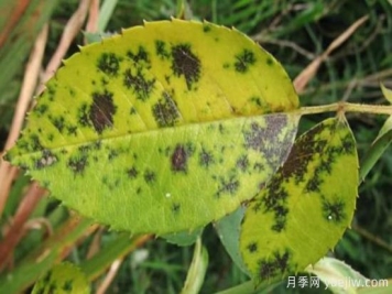 深秋天季节月季出现斑点的病害原因与防治