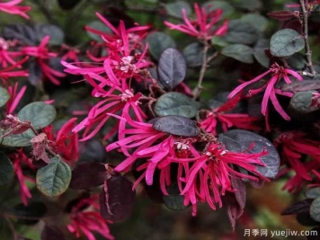 红花檵木花团簇锦，广泛用于园林造景
