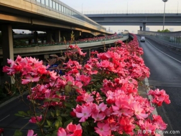 30万株新品种，杭州高架月季会带来什么样的惊喜？