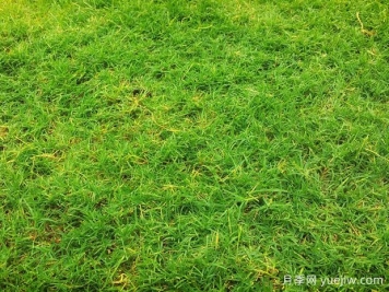 夏季铺草坪发黄干枯，如何提高草皮铺植成活率？