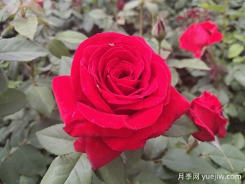 原产中国的玫瑰花(月季花)，是如何成为美国国花的？