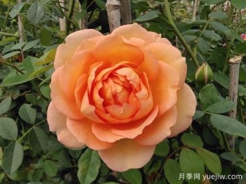 中国月季：欧洲玫瑰花的祖宗，为世界园艺做出了巨大贡献