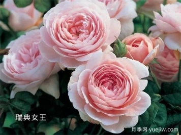 100种月季玫瑰品种图鉴大全，你认识有没有超过10个？