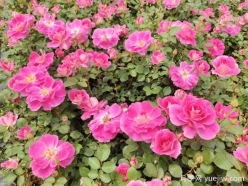 仙境盆栽月季杯苗粉色丰花，绿化工程批发