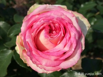 我的玫瑰月季/我的花