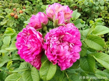 紫枝玫瑰，一年多次开花的绿化玫瑰