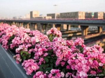 杭州高架月季实现定期开花，是如何进行花期调控的？