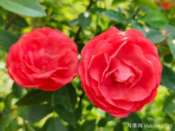 种上木香蔷薇花蛮强爆花，红橙白黄木香你喜欢哪个？