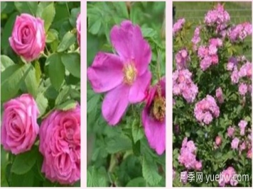 轻松区分月季、玫瑰和蔷薇ROSE三姐妹，不再迷茫于爱情花海