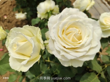 十一朵白玫瑰的花语和寓意