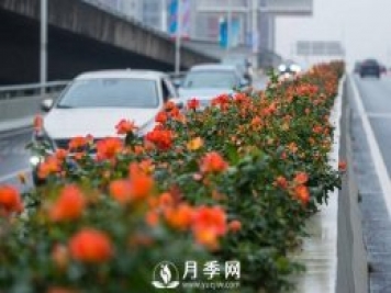 月季花期可调控，看武汉10月中旬月季花艳丽开放