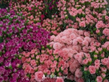 中国6大花市，全国花卉批发市场介绍