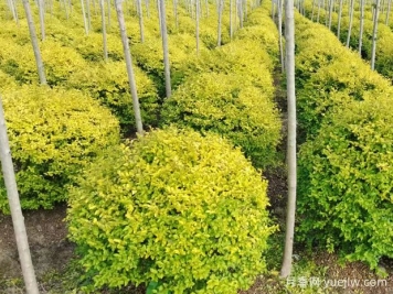 荆门沙洋县十里铺镇4万亩苗木成为致富的绿色产业