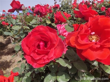 月季、玫瑰、蔷薇分别是什么？如何区别？