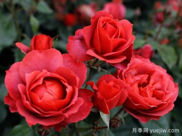 21朵玫瑰：不只是浪漫，还藏着这些深意
