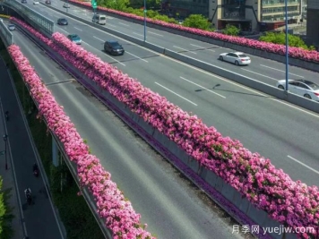 杭州高架月季初开，2024年又到走花路时间