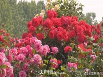 肥西县三河镇百亩树状月季园：花开正艳，产业增收