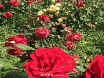 山西运城农民柳庚申建当地精品月季园，种植300多个月季花品种