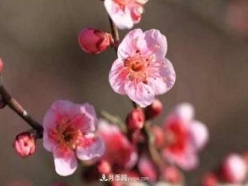 淮北市的市花是什么？月季花的花语寓意